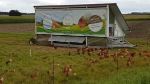 Mobiler Hühnerstall, Freilandhaltung